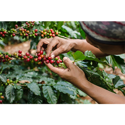 Java Planet, Organic Coffee Beans, Costa Rica Single Origin, Gourmet Dark Roast of Arabica Whole Bean Coffee, Certified Organic, Grown at High Altitudes 1 14 oz bag