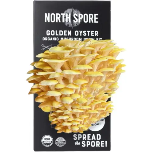 North Spore Golden Oyster Grow Kit 4 lbs