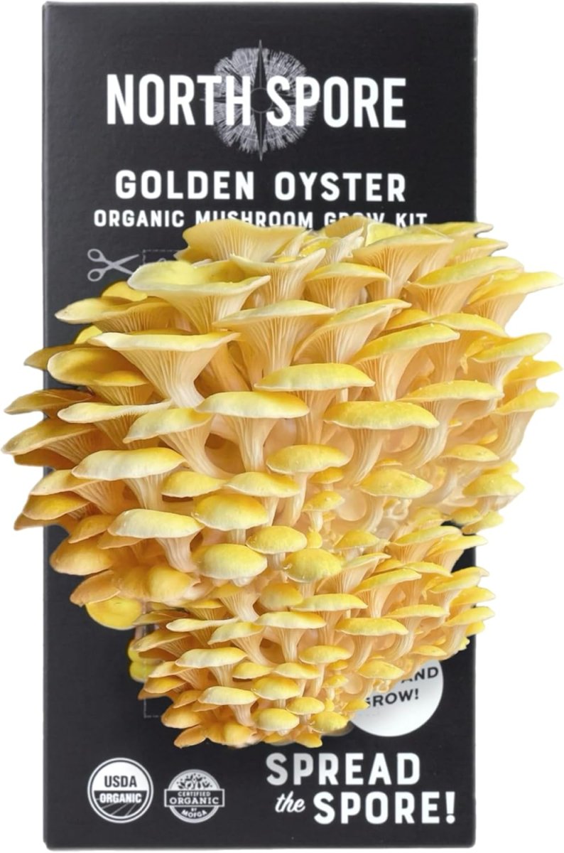 North Spore Organic Golden Oyster Mushroom Spray & Grow Kit (4 lbs) | USDA-